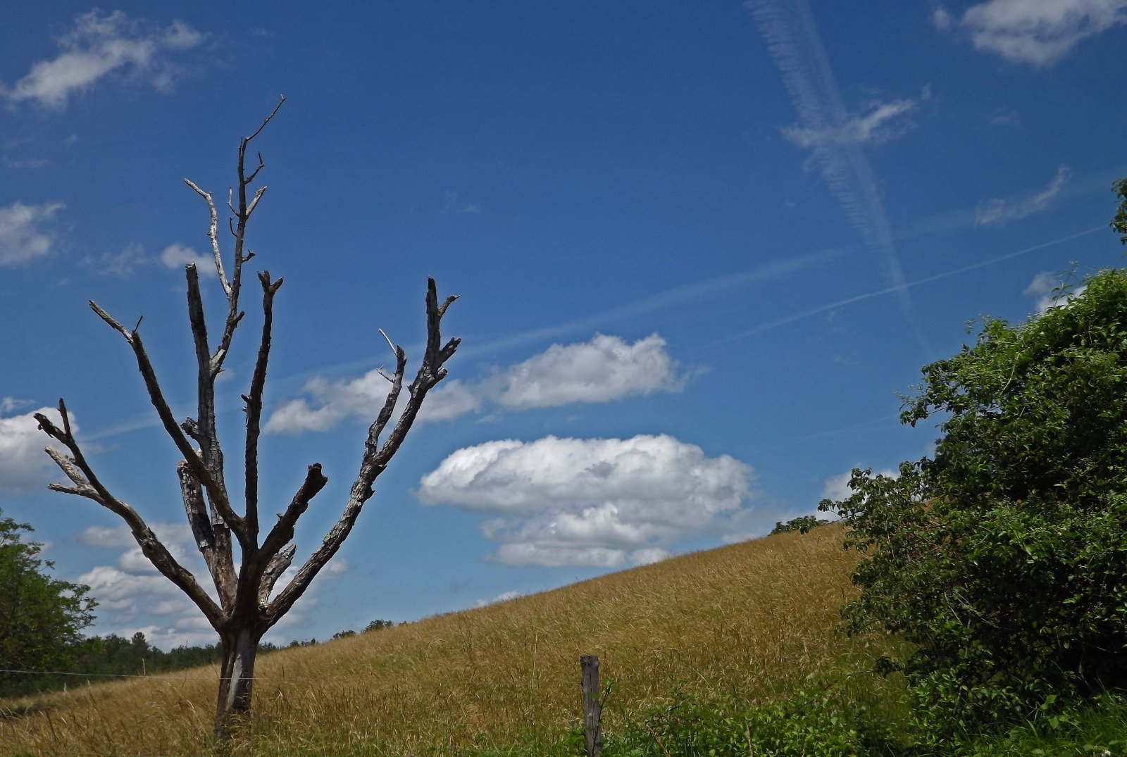 Wallpapers Nature Trees - Forests paysage champtre