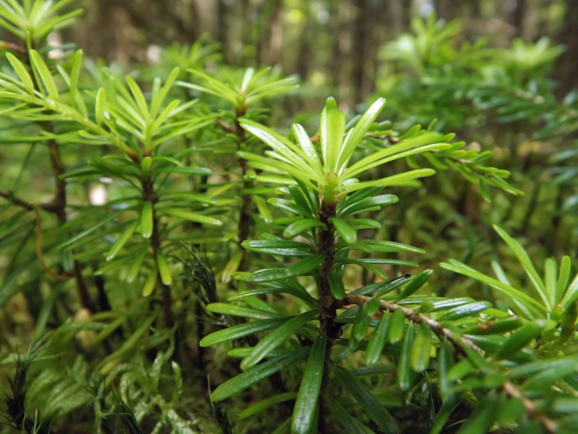 Fonds d'cran Nature Feuilles - Feuillages jeunes pousses en fort