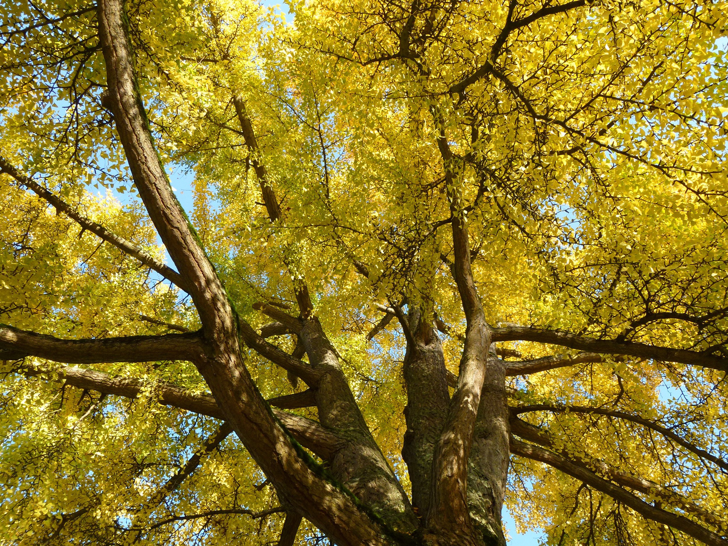 Wallpapers Nature Trees - Forests Ginkgo biloba