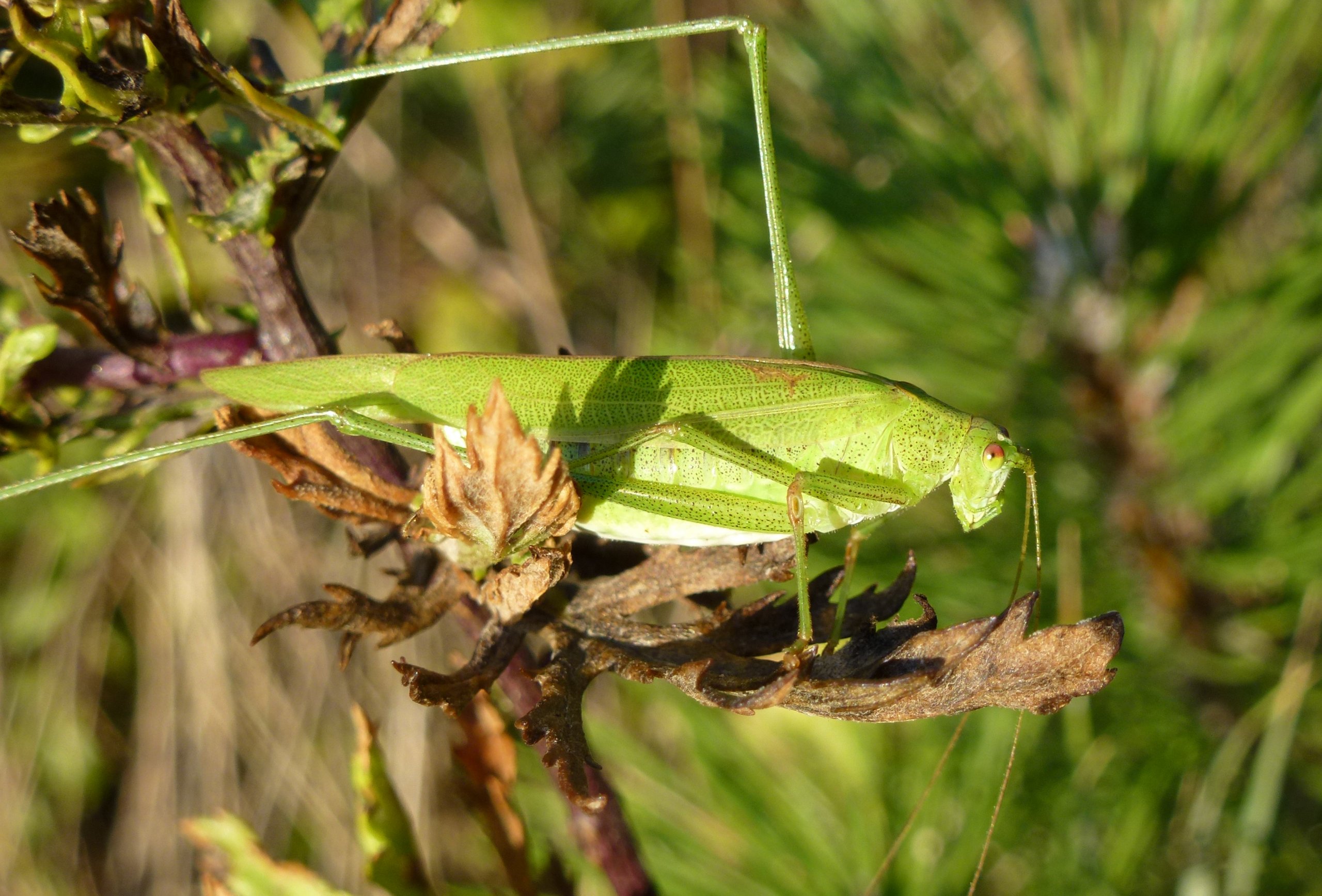 Wallpapers Animals Insects - Grasshoppers and Locusts Phaneroptera nana