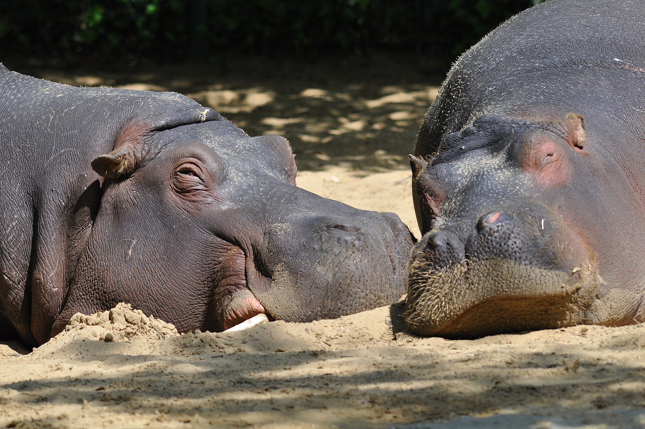 Fonds d'cran Animaux Hippopotames Hippos  la sieste 