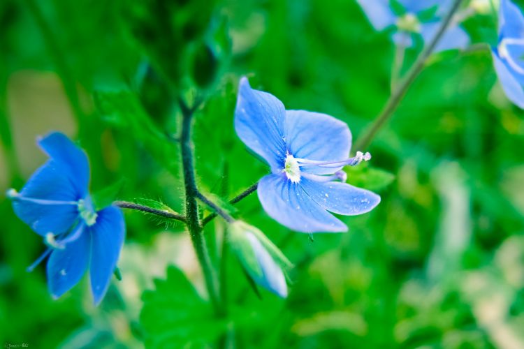 Wallpapers Nature Flowers Veronica