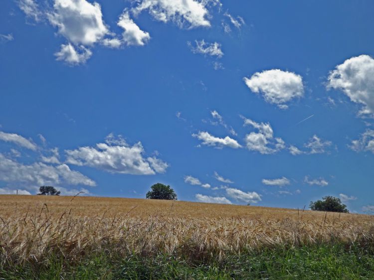 Fonds d'cran Nature Champs - Prairies champ de bl