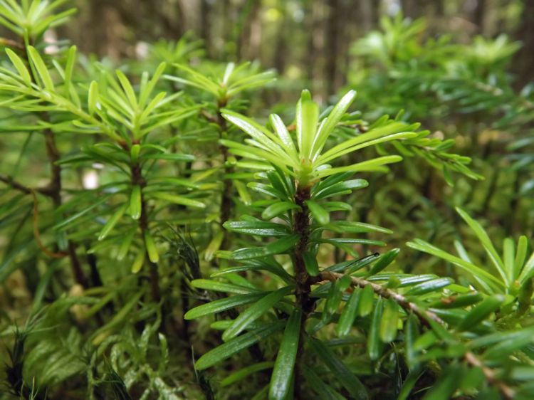 Fonds d'cran Nature Feuilles - Feuillages jeunes pousses en fort