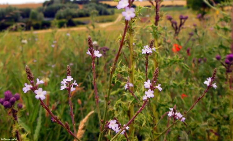 Wallpapers Nature Flowers Petites fleurs des champs