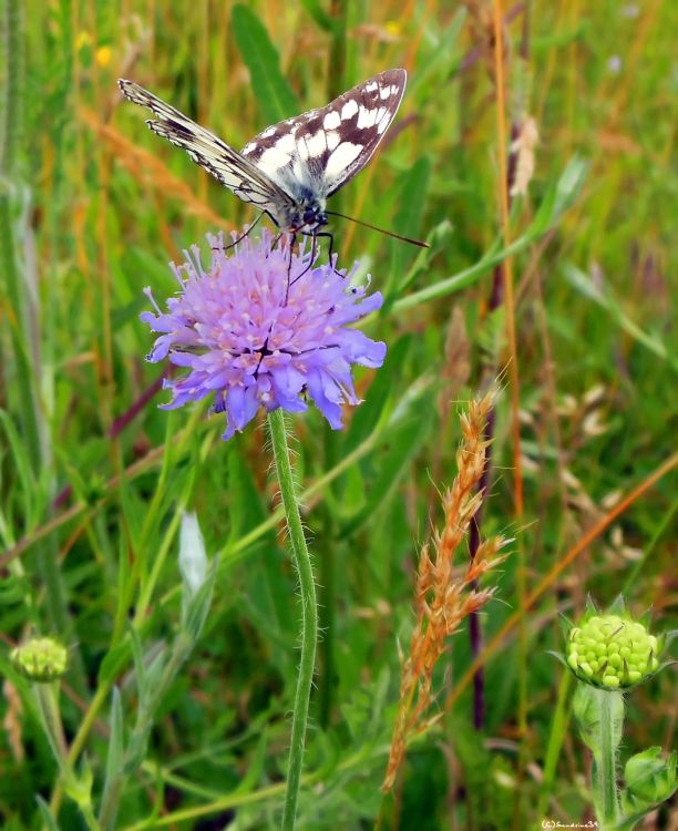 Wallpapers Animals Insects - Butterflies Papillon