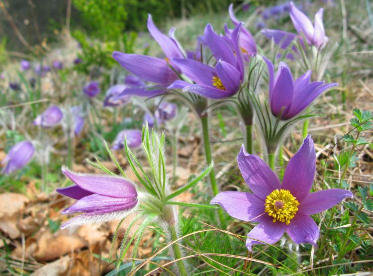 Fonds d'cran Nature Fleurs Anmone pulsatille