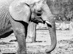  Animals Elephant