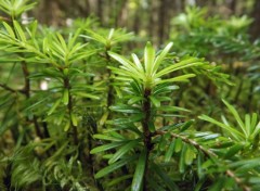  Nature jeunes pousses en fort