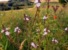  Nature Petites fleurs des champs