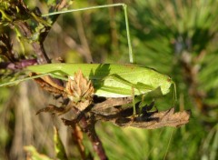  Animals Phaneroptera nana