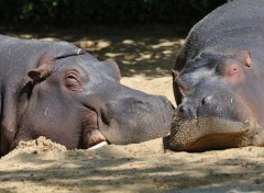  Animaux Hippos  la sieste 