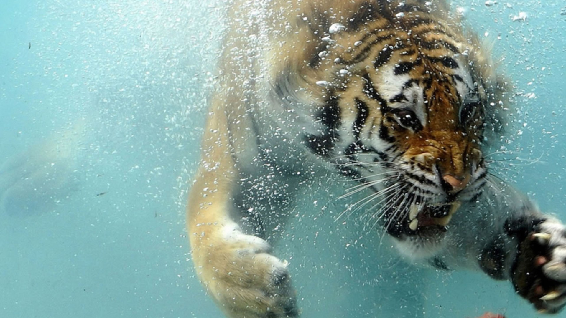 Wallpapers Animals Felines - Tigers 