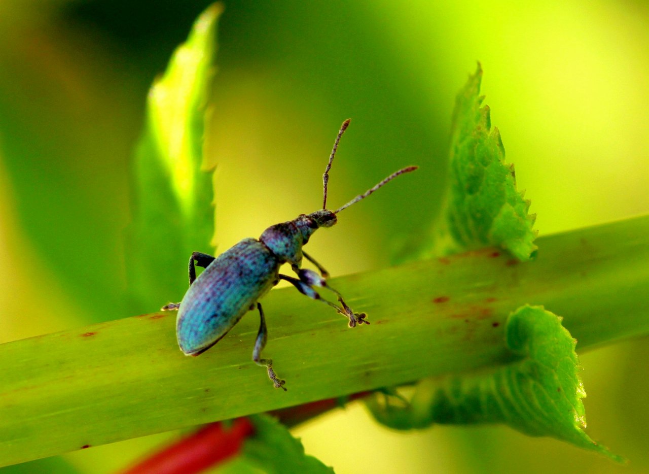 Fonds d'cran Animaux Insectes - Divers 