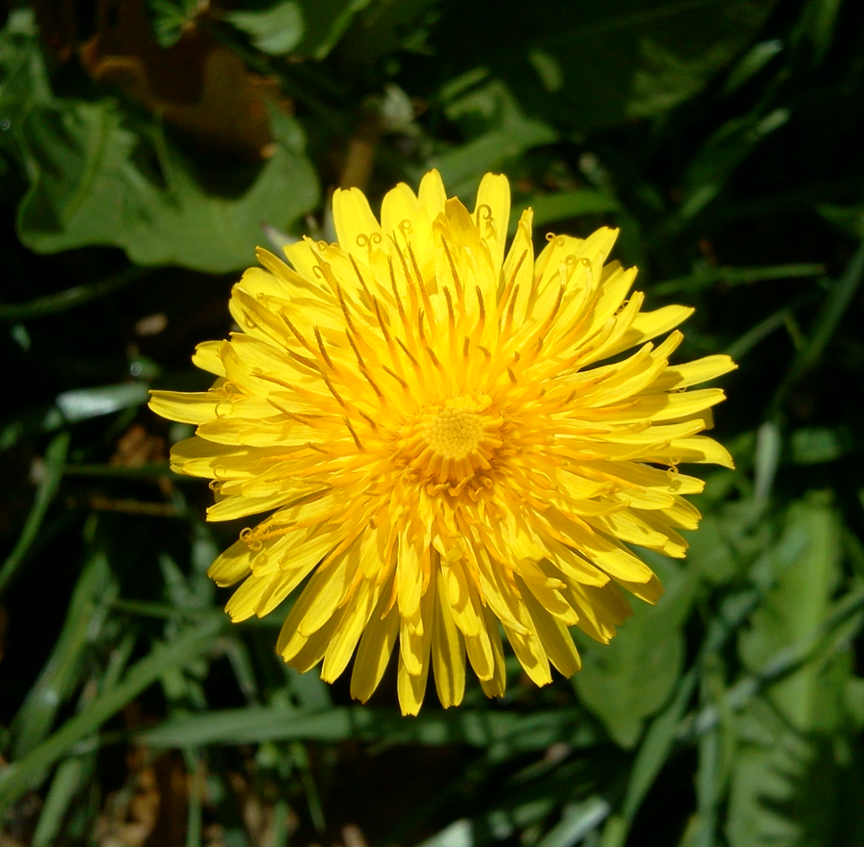 Fonds d'cran Nature Fleurs 