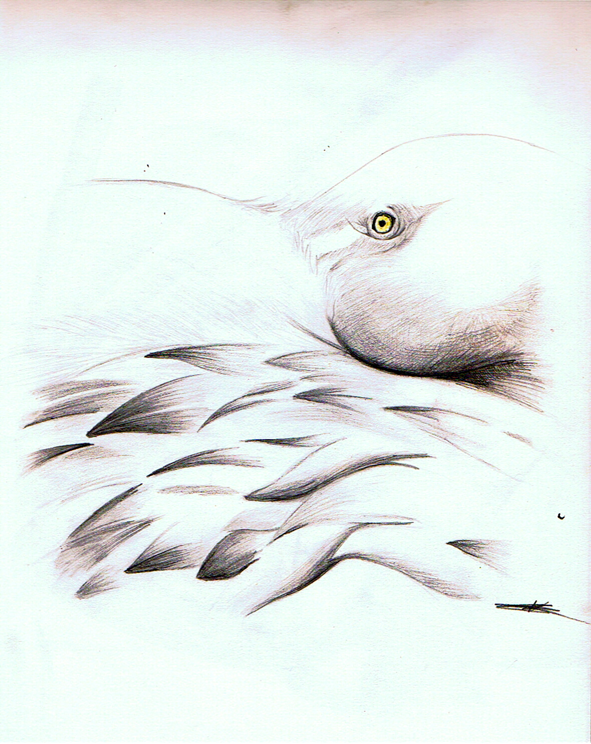 Fonds d'cran Art - Crayon Animaux - Oiseaux - Rapaces 