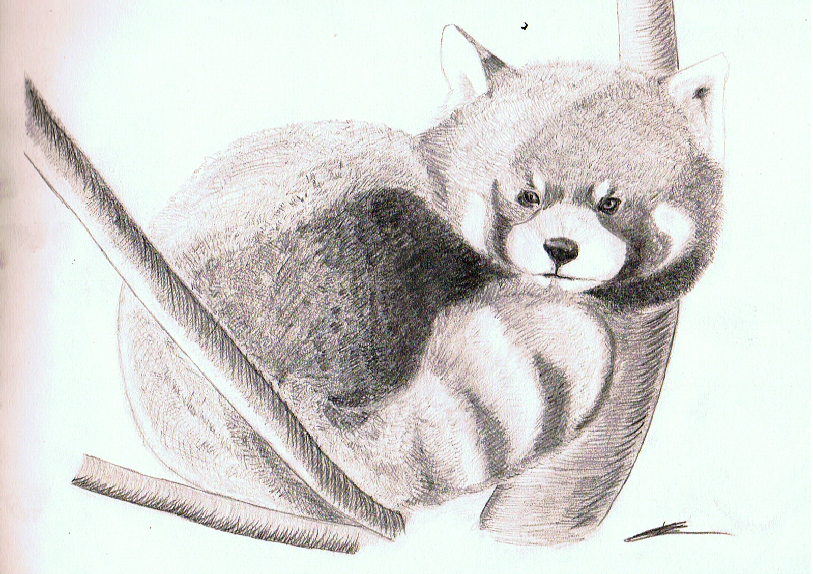 Fonds d'cran Art - Crayon Animaux - Pandas 