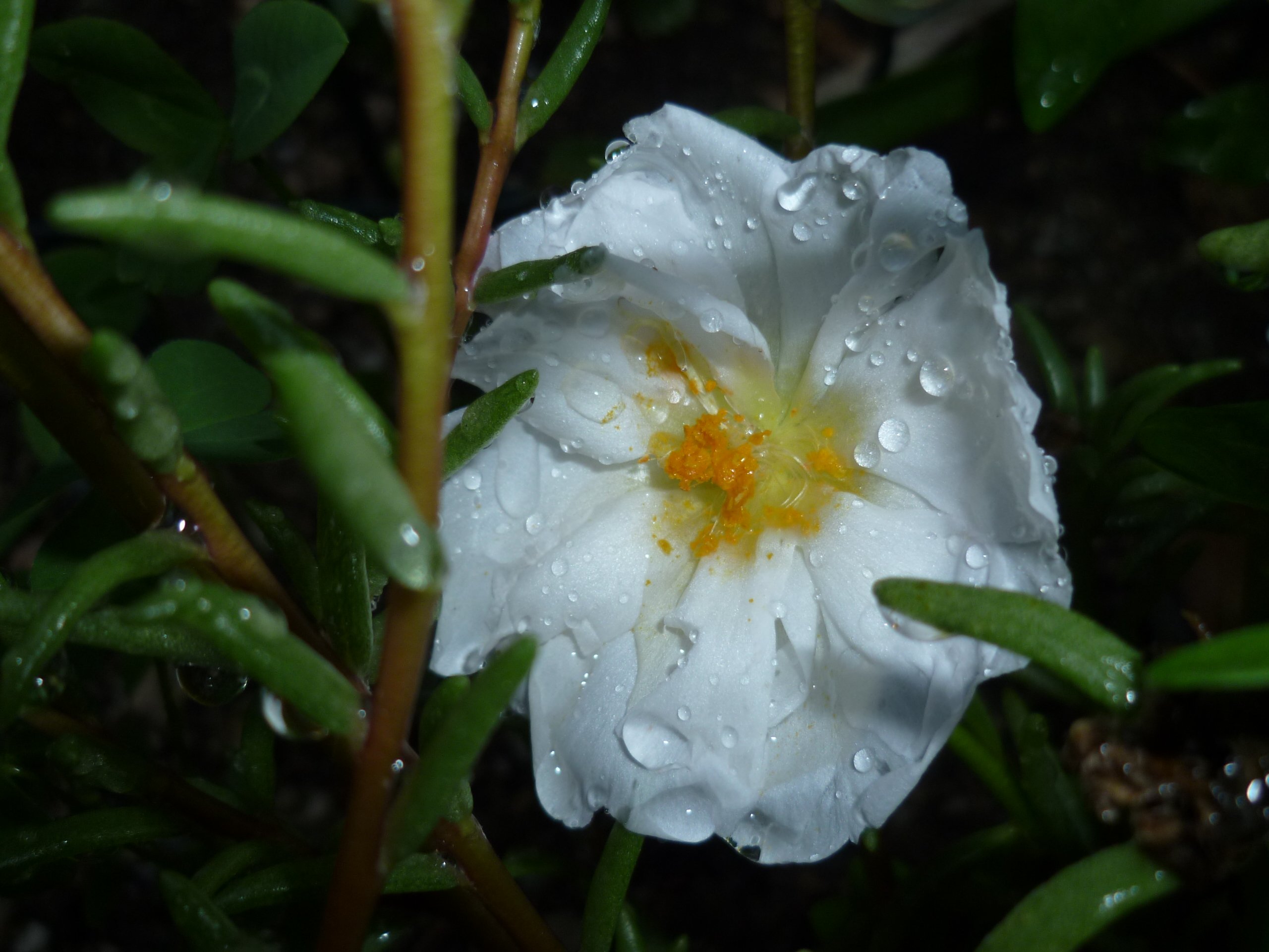 Fonds d'cran Nature Fleurs fleur froisse