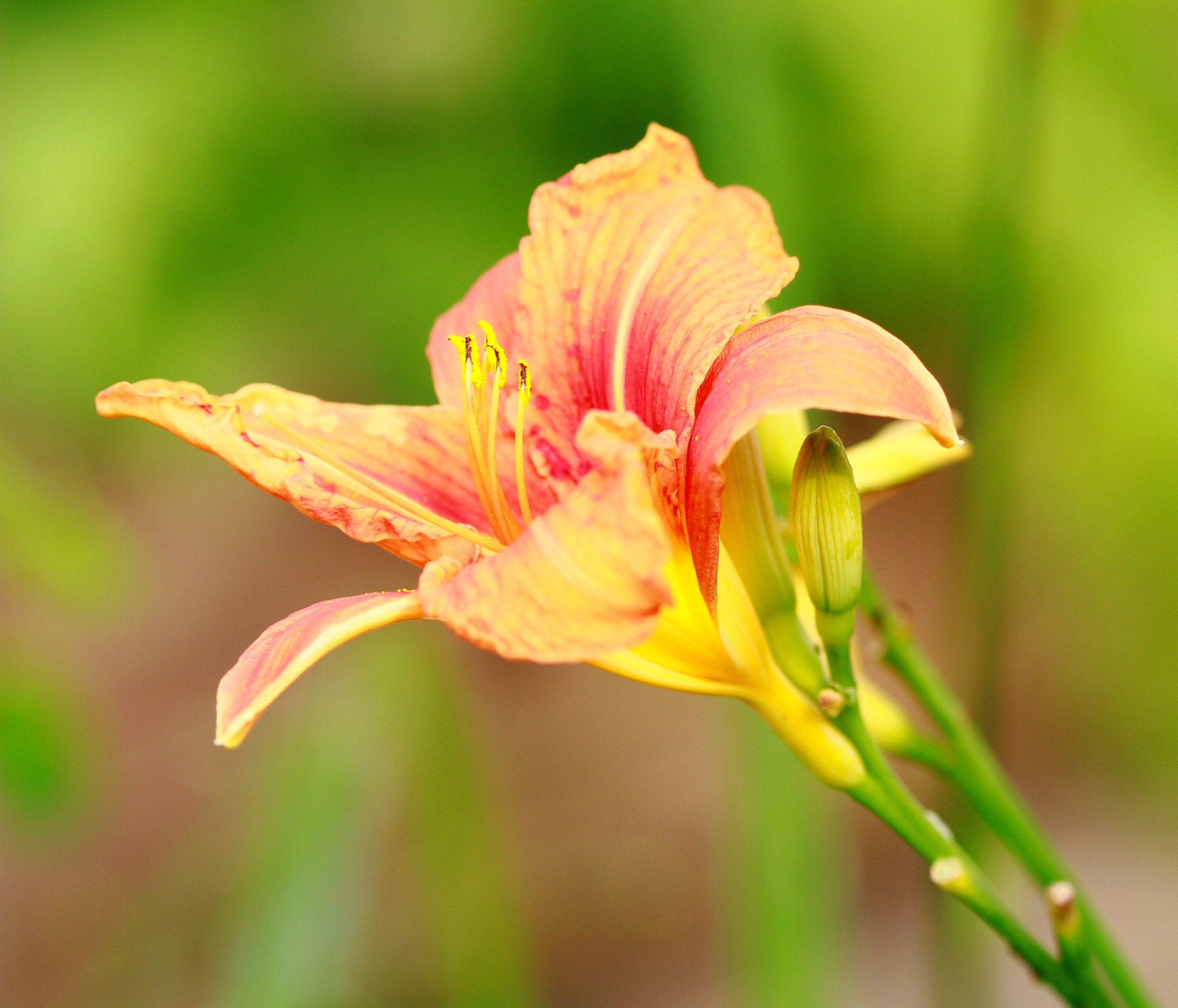 Fonds d'cran Nature Fleurs 