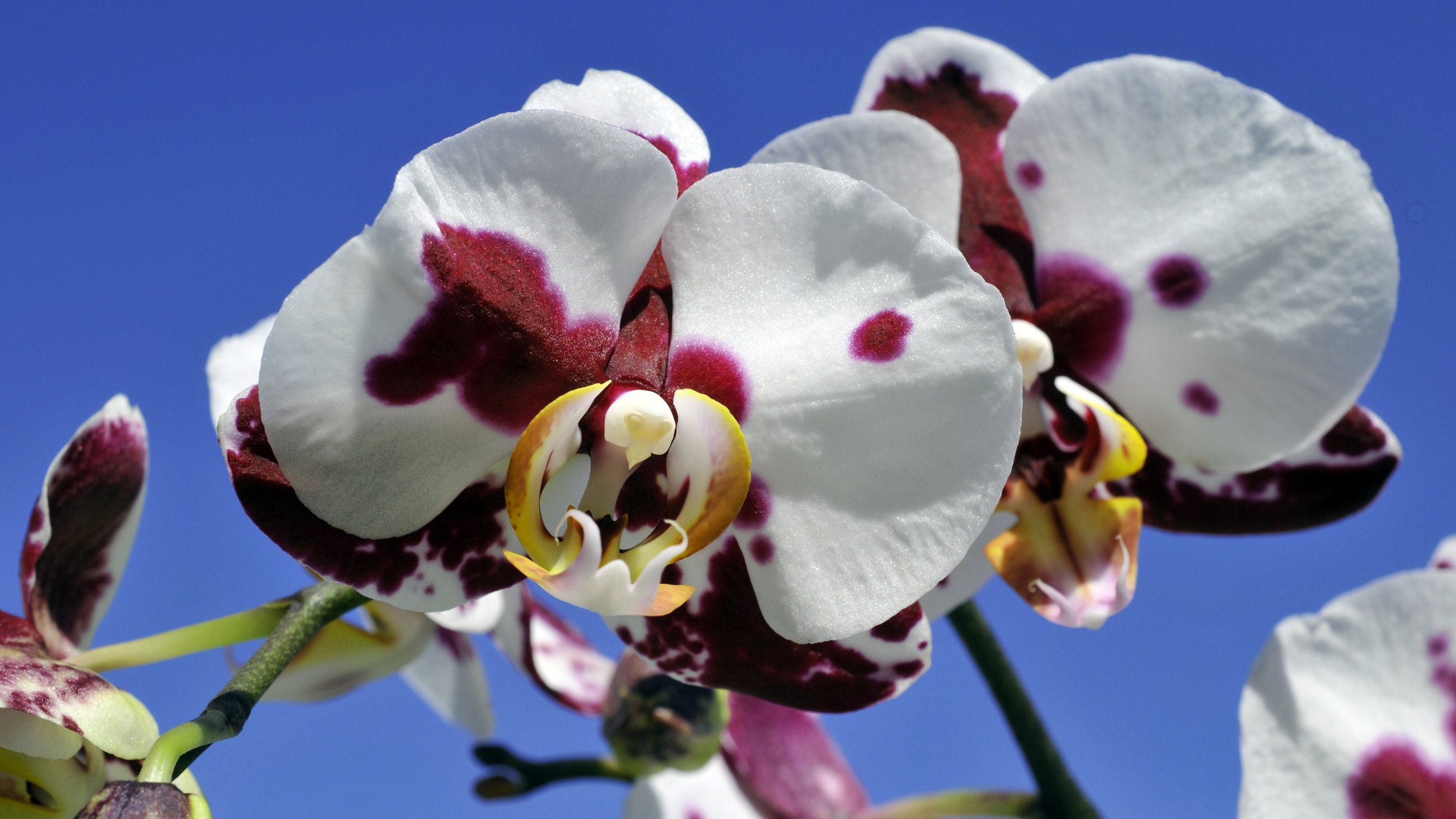 Fonds d'cran Nature Fleurs Orchides