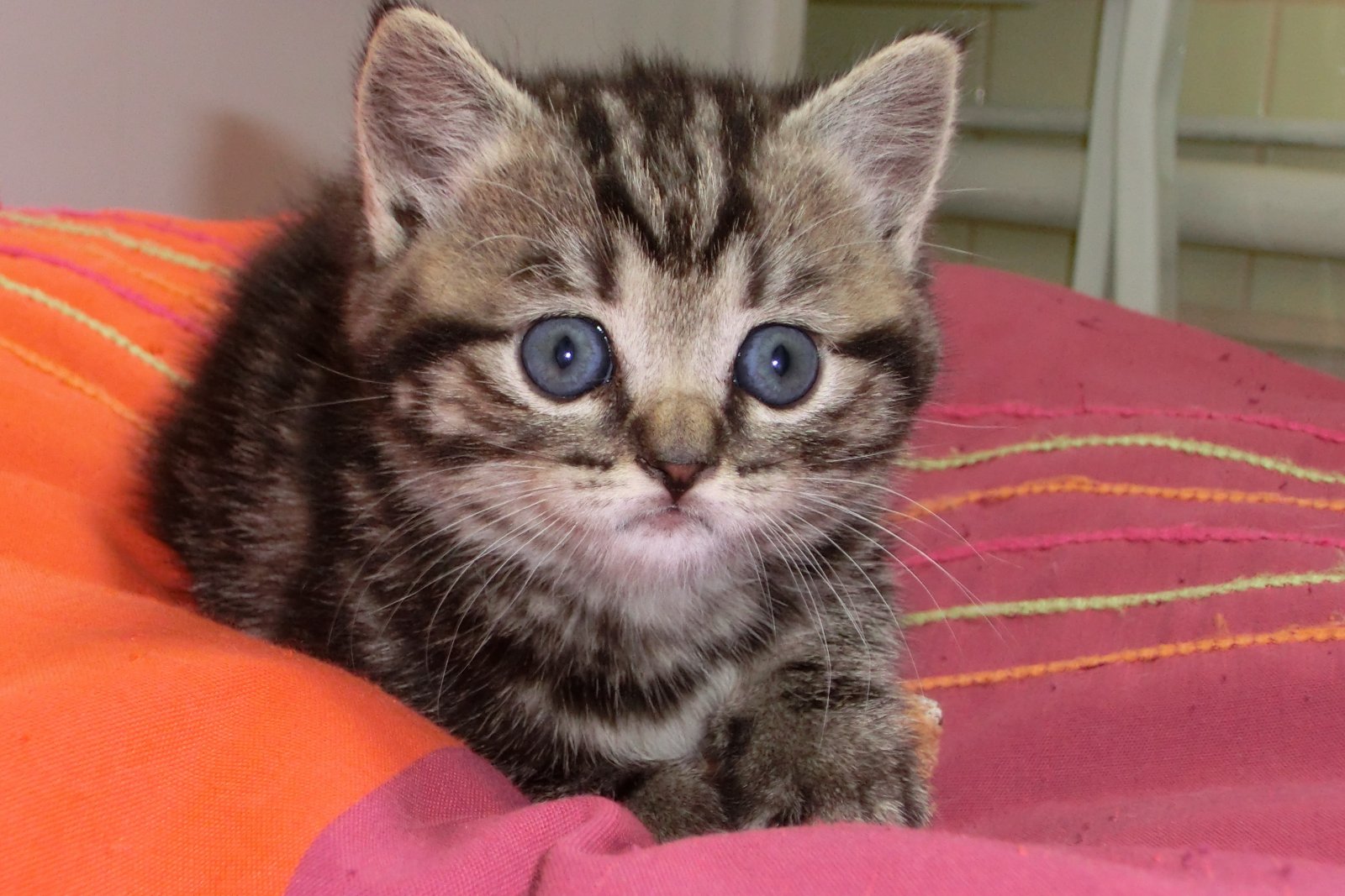 Fonds d'cran Animaux Chats - Chatons que se passe t il .... j ai vu une souris....