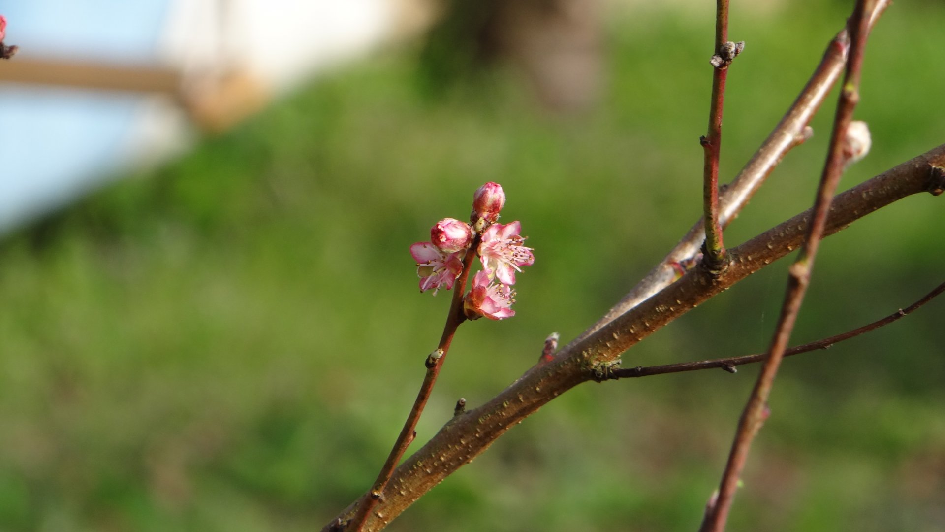 Fonds d'cran Nature Fleurs Paysages