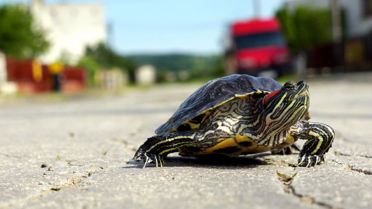 Fonds d'cran Animaux Tortues Un long voyage de retour 2. 