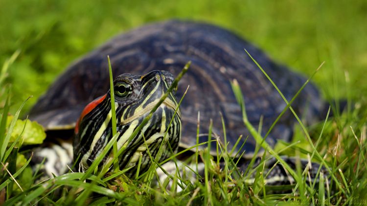 Fonds d'cran Animaux Tortues Franklin sur la routes.