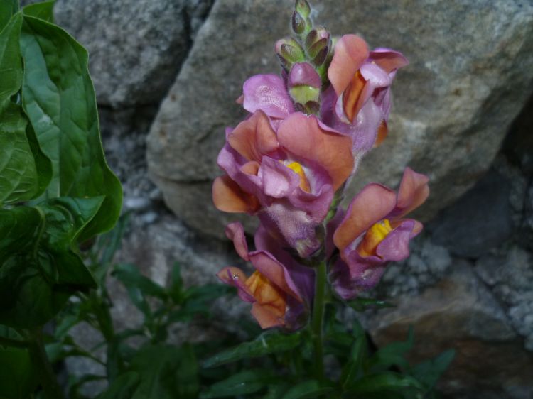 Fonds d'cran Nature Fleurs girofle mutante