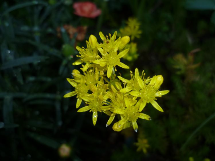 Wallpapers Nature Flowers si petites !!