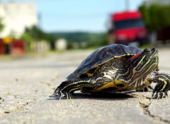  Animaux Un long voyage de retour 2. 