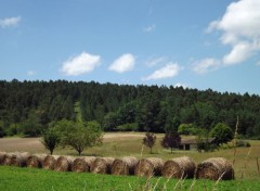  Nature au temps des moissons