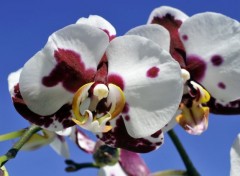  Nature Orchides