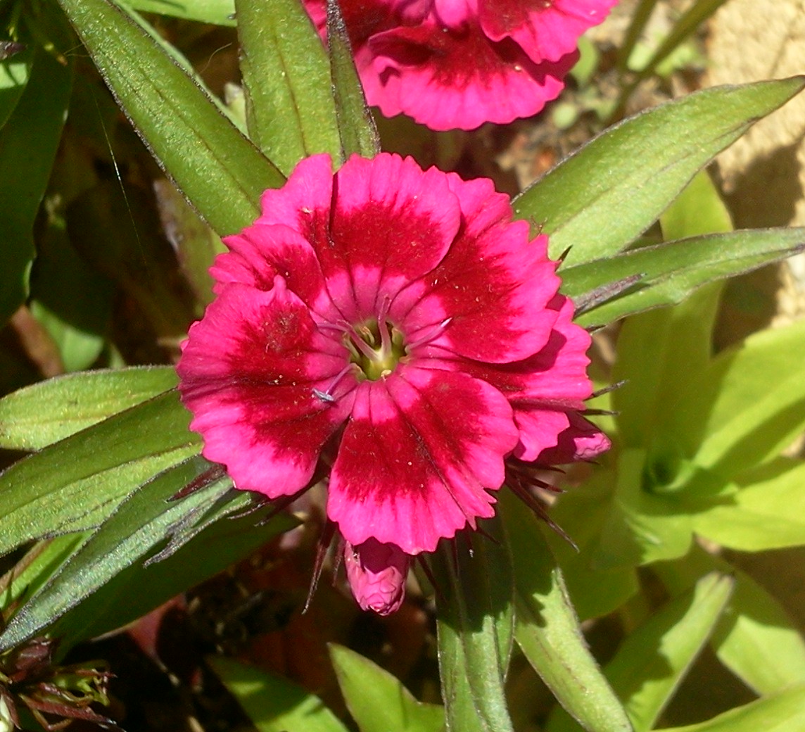 Fonds d'cran Nature Fleurs 