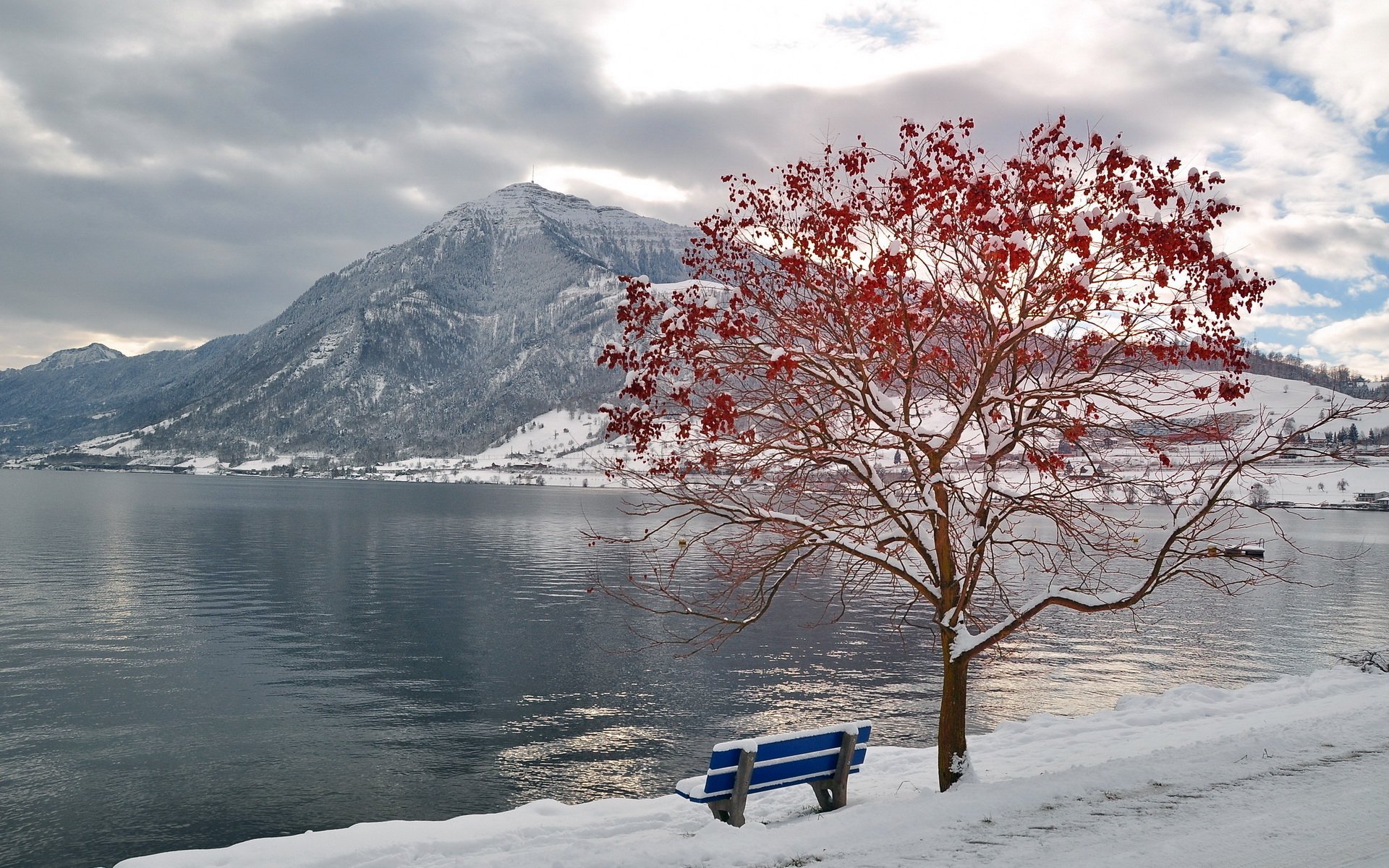 Wallpapers Nature Trees - Forests Arbre rouge Banc bleu