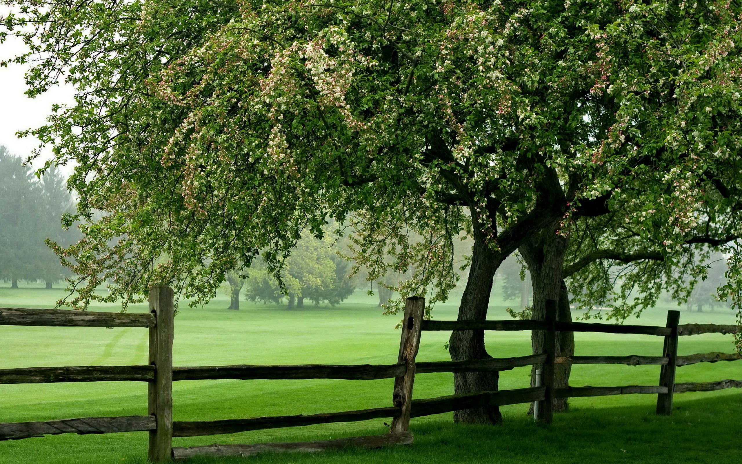 Fonds d'cran Nature Arbres - Forts Cloture autour de la prairie