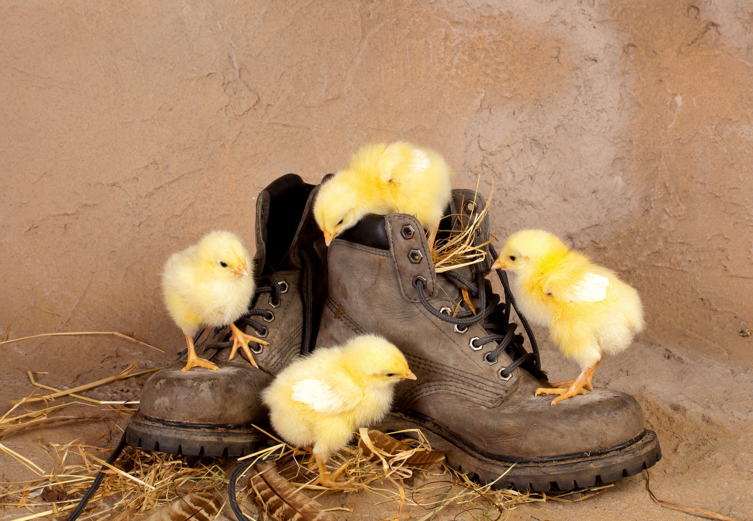 Fonds d'cran Animaux Oiseaux - Poules et Coqs Poussins sur des chaussures