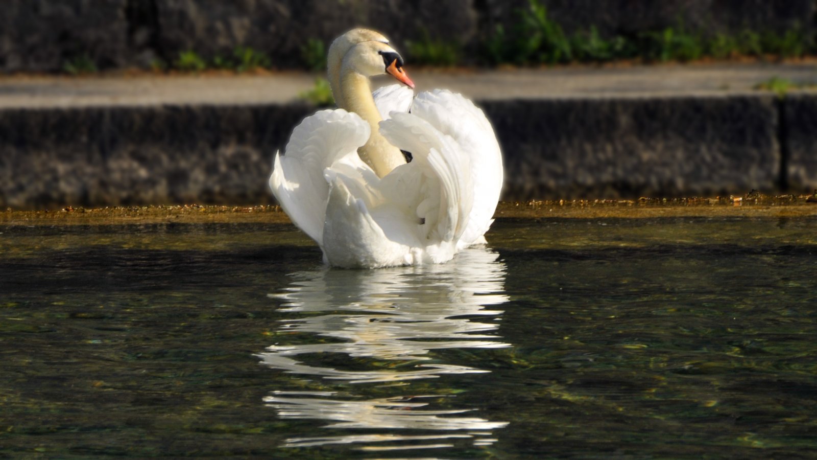 Wallpapers Animals Birds - Swans Les cygnes amoureux