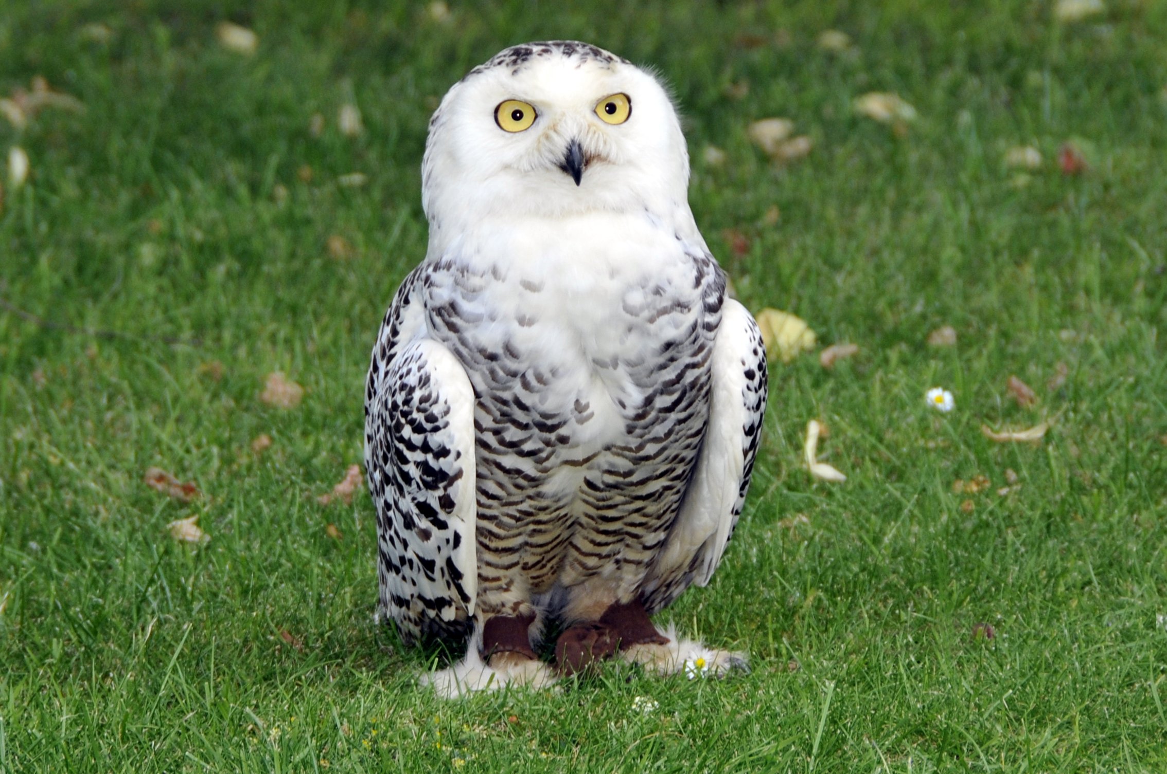 Fonds d'cran Animaux Oiseaux - Hiboux et Chouettes Hibou