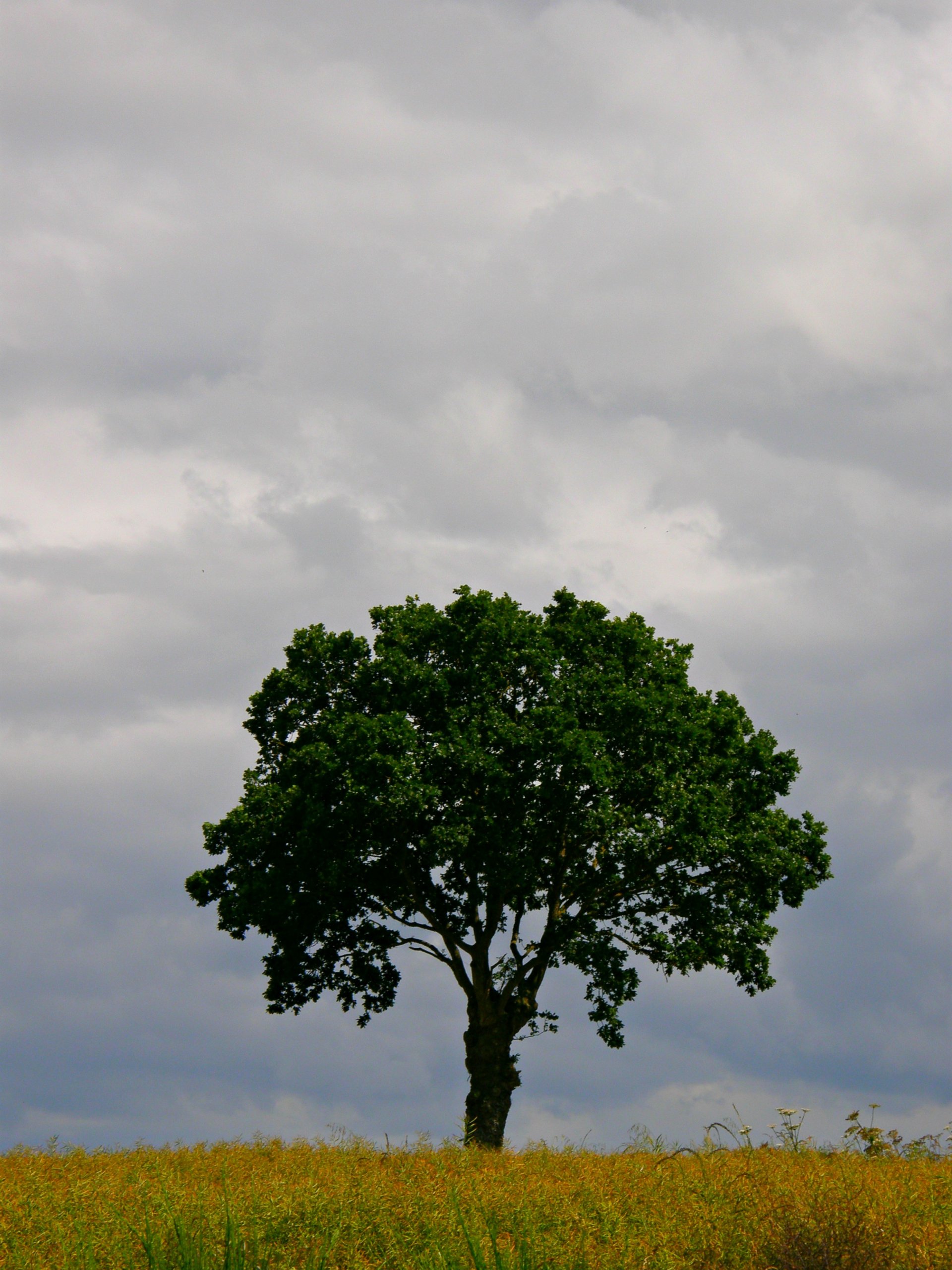 Wallpapers Nature Trees - Forests 