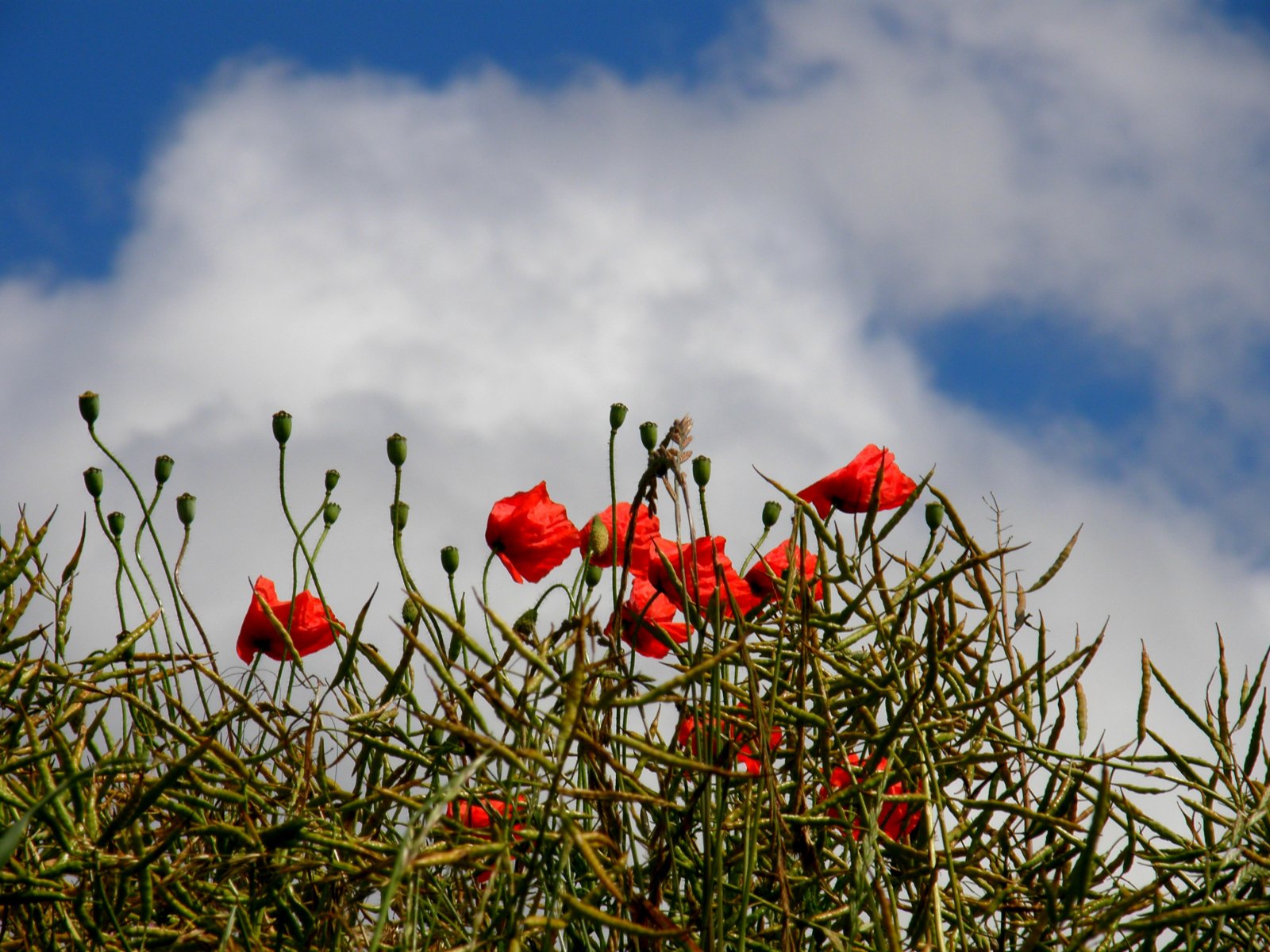 Fonds d'cran Nature Fleurs 