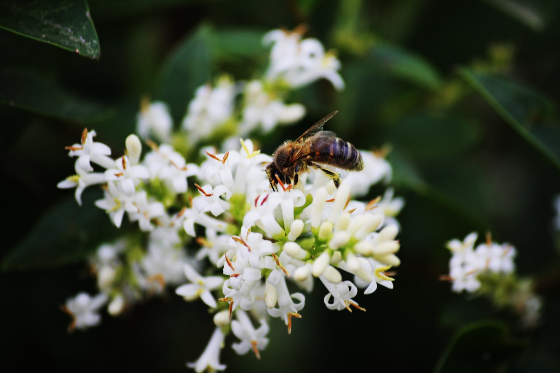 Fonds d'cran Animaux Insectes - Abeilles Gupes ... 