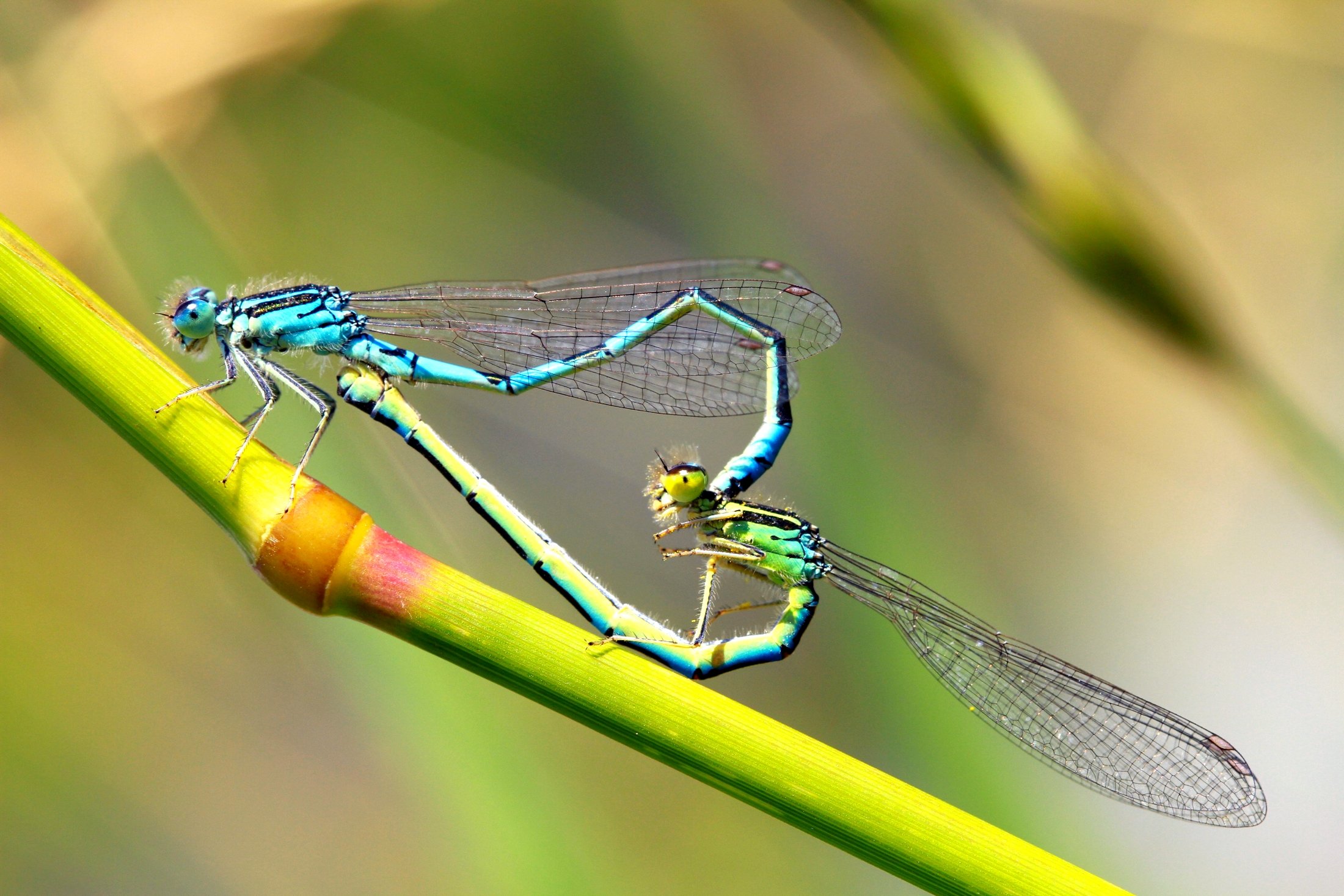 Fonds d'cran Animaux Insectes - Libellules 