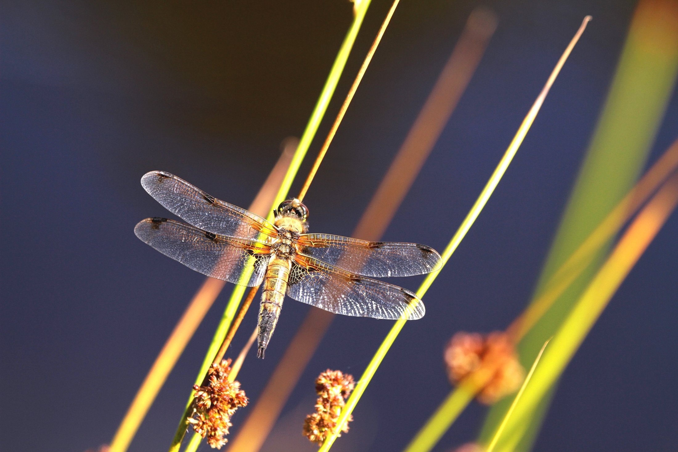 Wallpapers Animals Insects - Dragonflies 