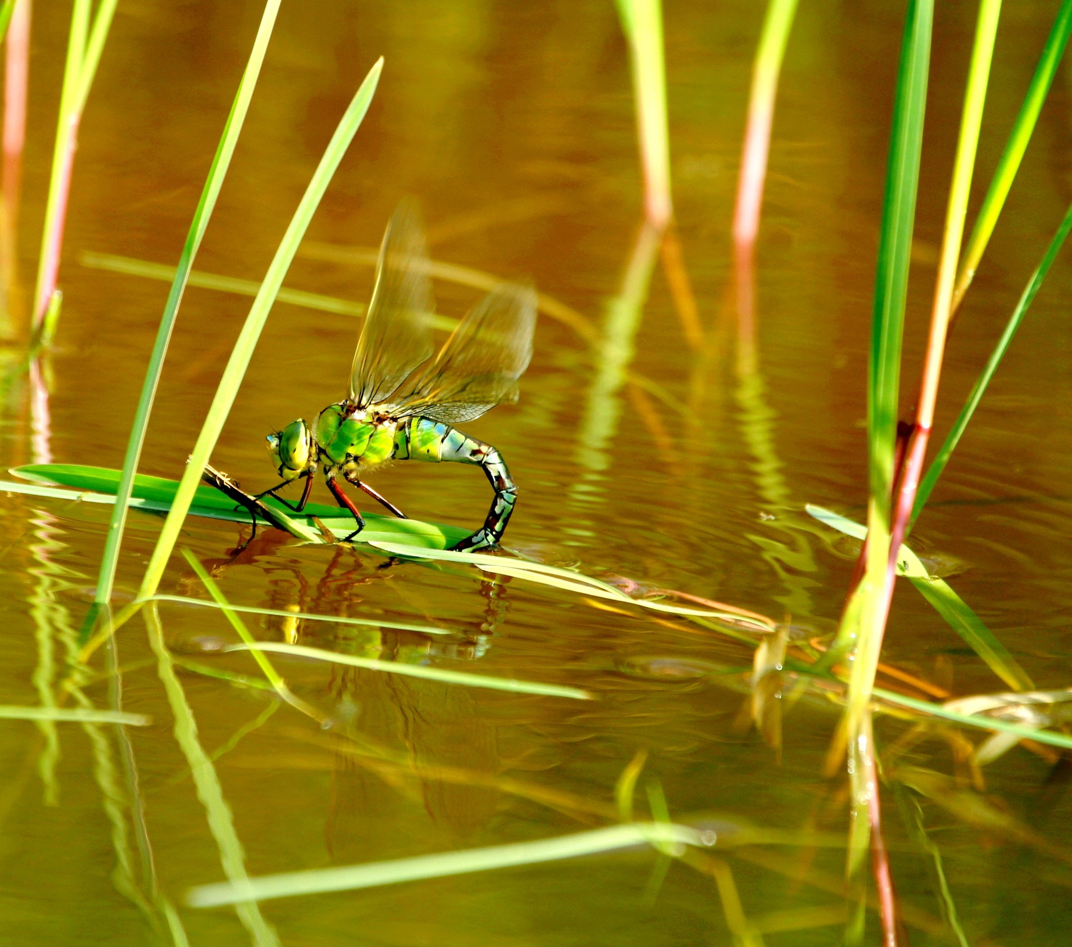 Wallpapers Animals Insects - Dragonflies 