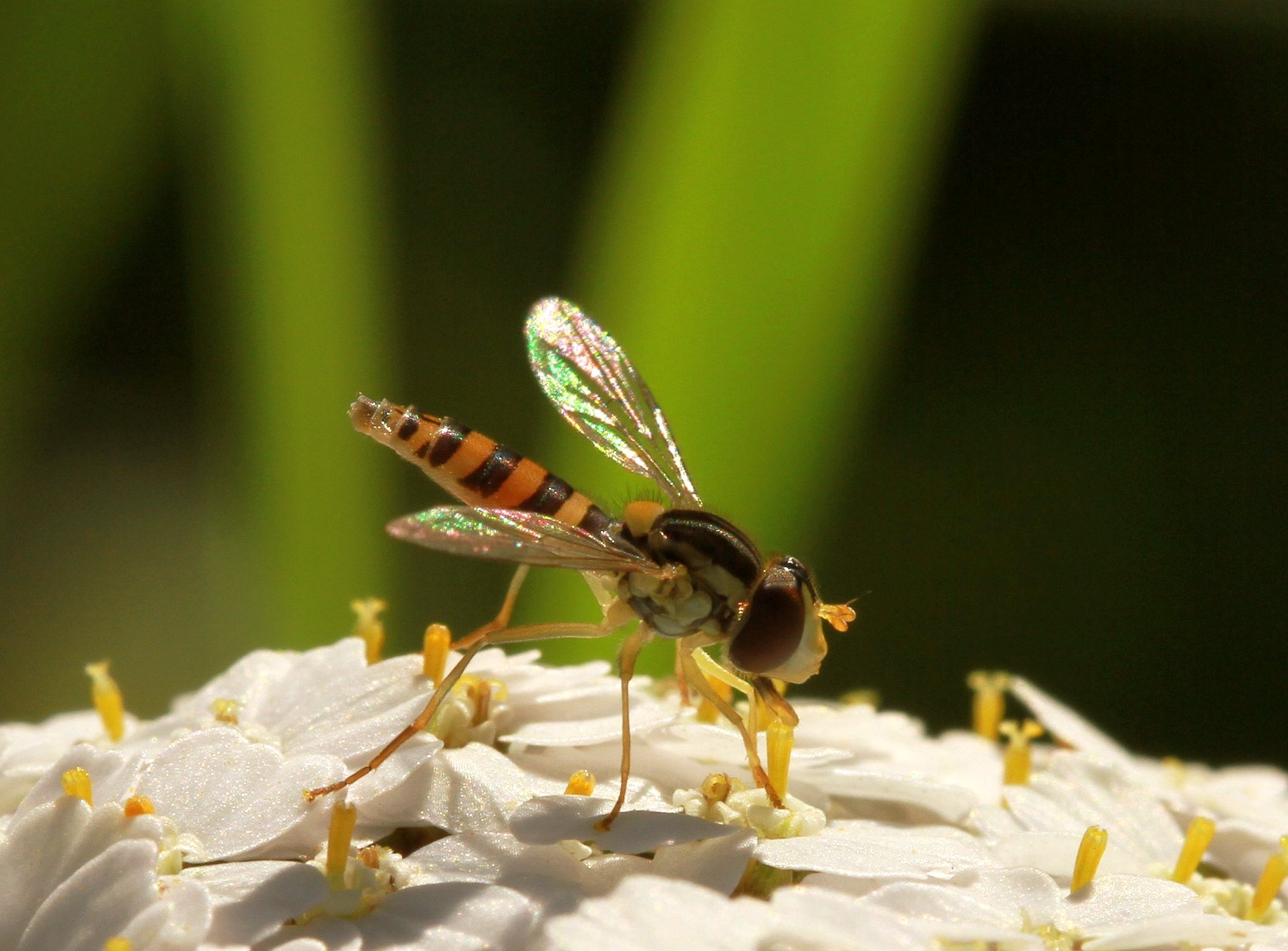 Wallpapers Animals Insectes - Hoverflies 