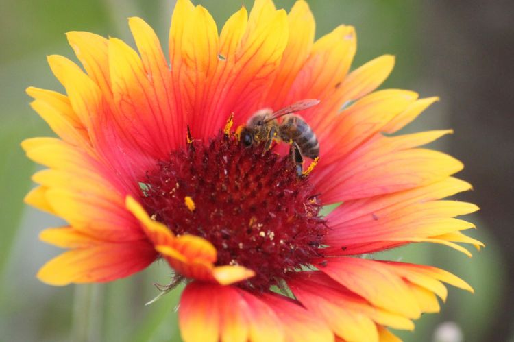 Fonds d'cran Nature Fleurs Gaillarde