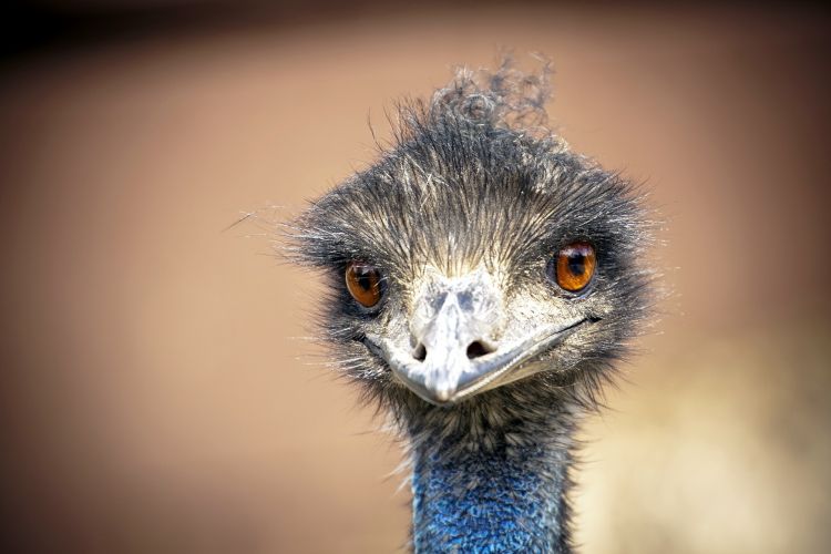 Fonds d'cran Animaux Oiseaux - Autruches et Emeus Regard d'autruhe