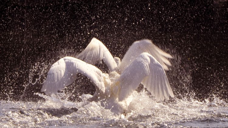 Wallpapers Animals Birds - Swans Bataille de cygnes