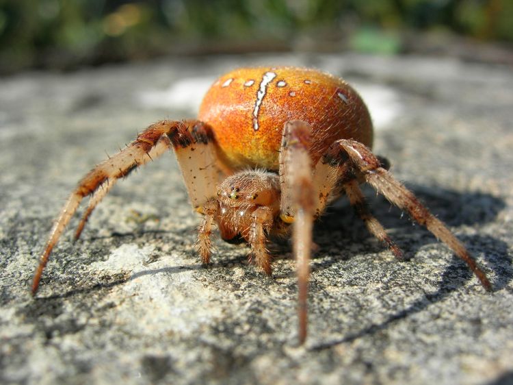 Fonds d'cran Animaux Araignes Araneus quadratus